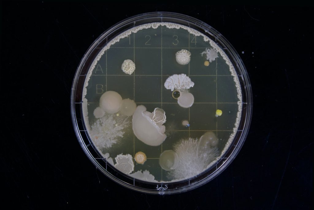 image of organisms under microscope